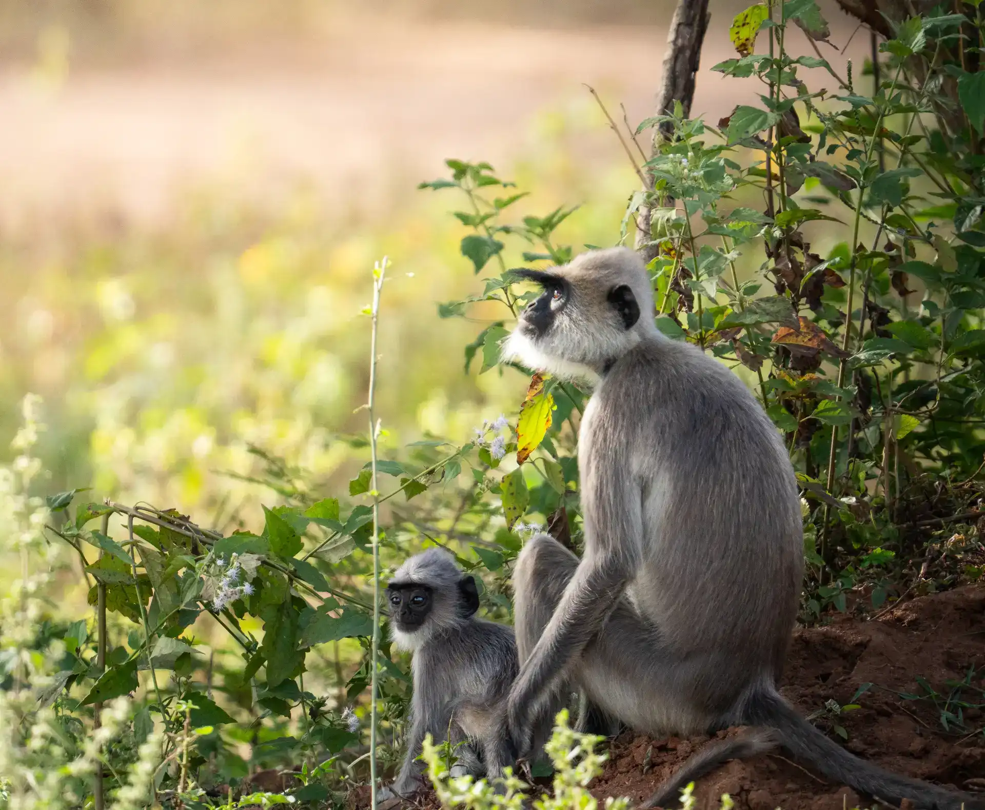 Grey langur mother with baby in morning light, Sri Lanka
